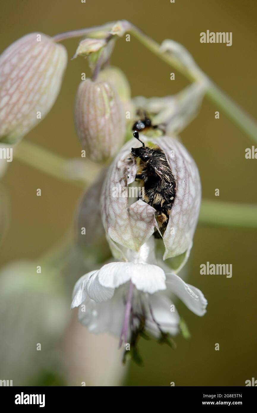 Oxythyrea funesta (Oxythyrea funesta) commits flower burst on common glueweed by biting open the flower to reach the pollen more easily, Valais Stock Photo