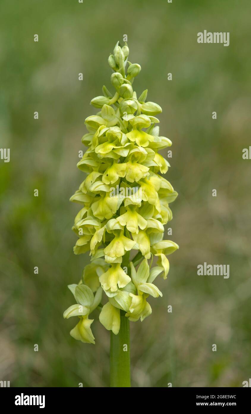 Pale-flowered orchid (Orchis pallens), terrestrial orchid, Valais, Switzerland Stock Photo