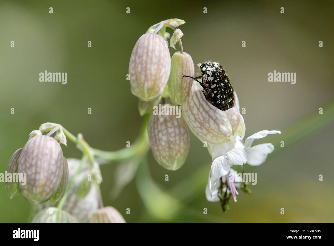 White spotted rose beetle (Oxythyrea funesta) commits flower burst on common glueweed by biting open the flower to reach the pollen more easily Stock Photo