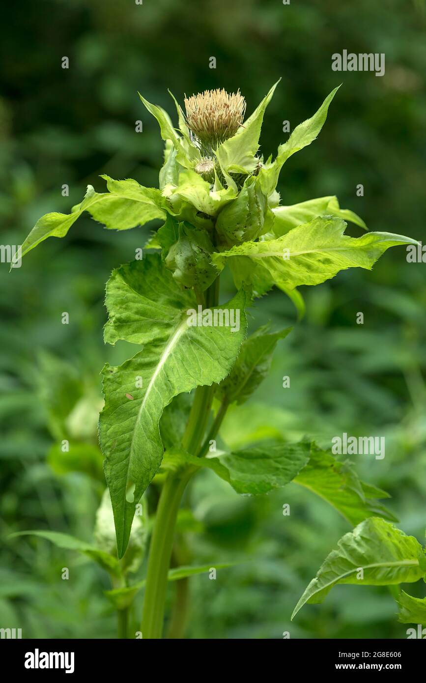Cabbage Thistle (Cirsium oleraceum), Bavaria, Germany Stock Photo