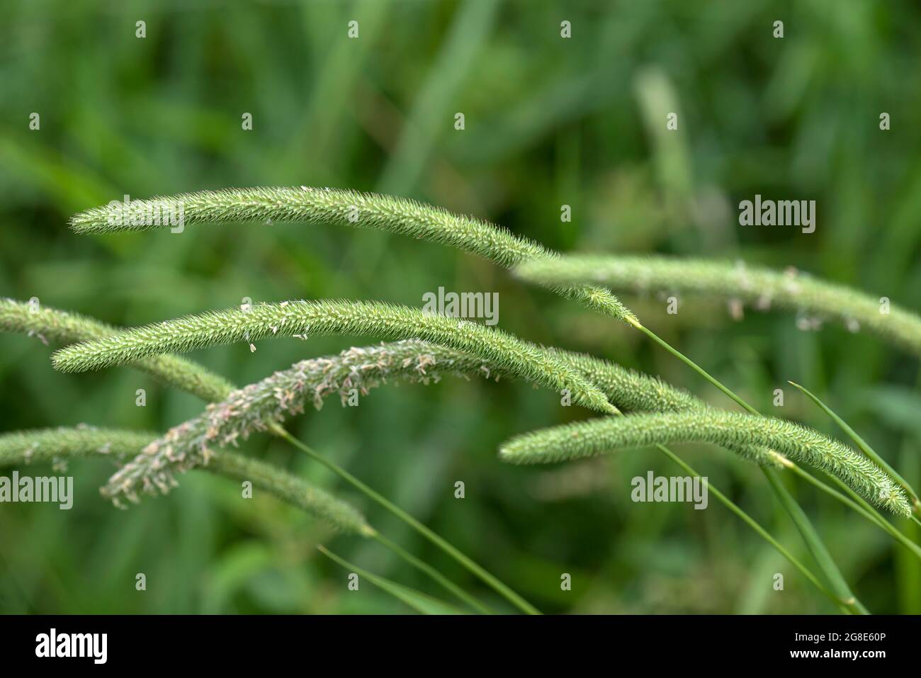 Meadow foxtail (Alopecurus pratensis), Bavaria, Germany Stock Photo