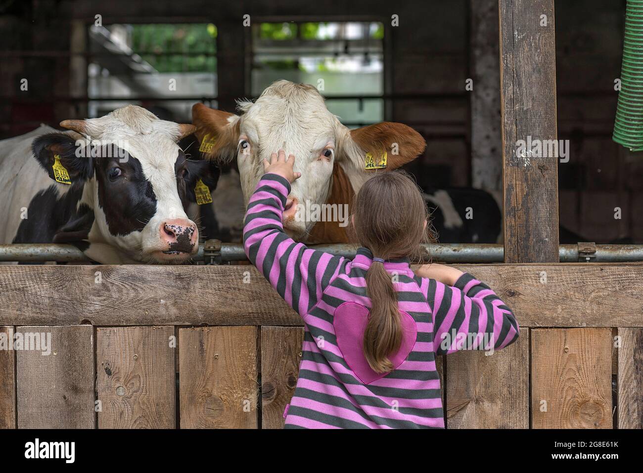 Cows looking out of the barn a girl, 9 years, in front of it, stroking one, Bavaria, Germany Stock Photo