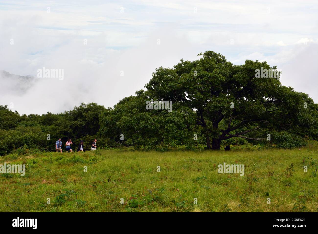 Hikers cross a meadow in the Craggy Garden section of the Blue Ridge