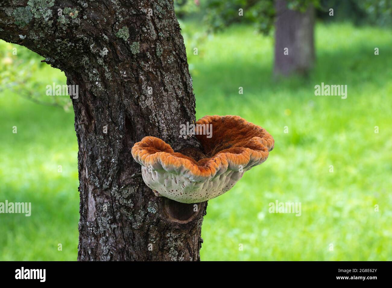 Shaggy bracket (Inonotus hispidus) on apple tree, Baden-Wuerttemberg, Germany Stock Photo