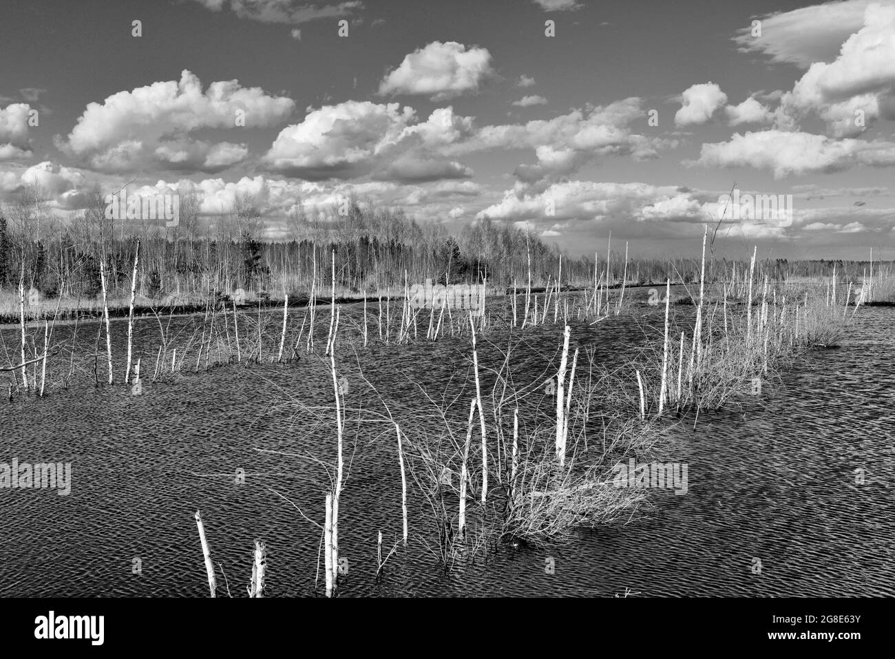 Dead birch trees (Betula pubescens) in a wet peat cutting area in a moor landscape, Grundbeckenmoor near Raubling, Scharzweiss photo Bavaria, Germany Stock Photo