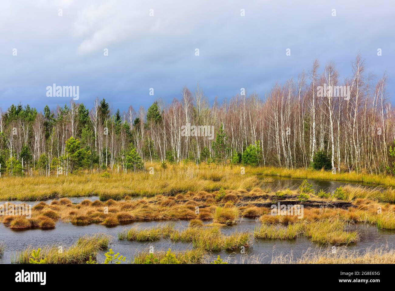 Bog pond with common Common Club-rushes (Schoenoplectus lacustris) and group of trees Common pine (Pinus sylvestris) and Downy birch (Betula Stock Photo