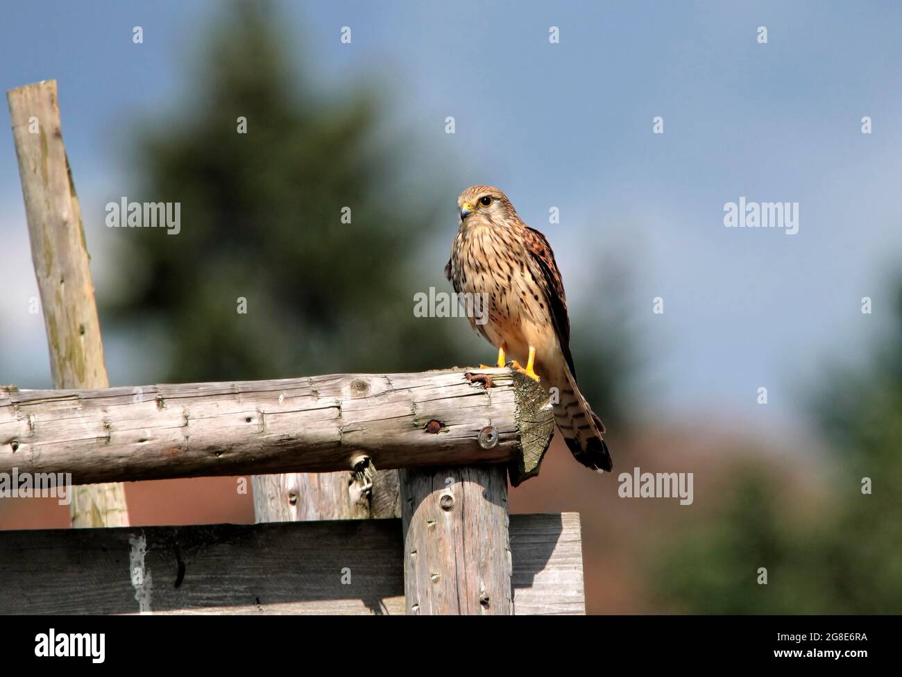 Common Common Kestrel (Falco tinnunculus), female, Germany Stock Photo