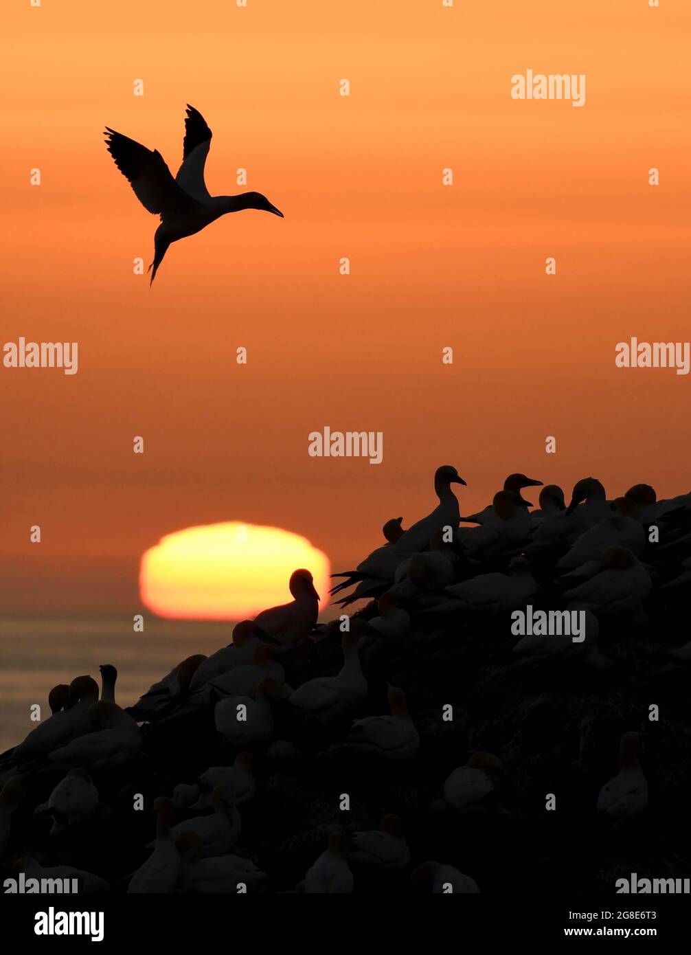 Image breeding hi-res stock photography and images - Alamy