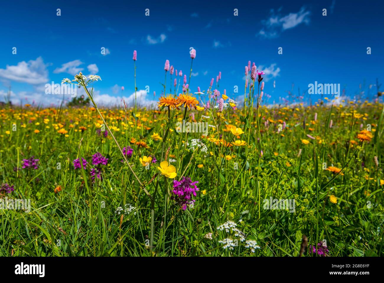Flowers and wild herbs in a meadow of the Alpe di Siusi, South Tyrol, Italy Stock Photo