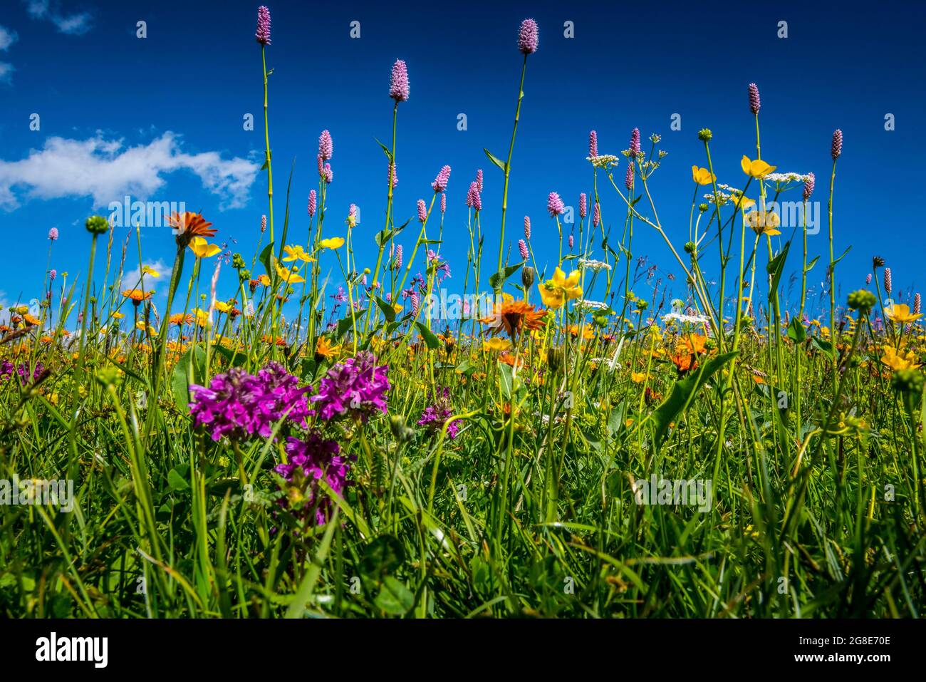 Flowers and wild herbs in a meadow of the Alpe di Siusi, South Tyrol, Italy Stock Photo