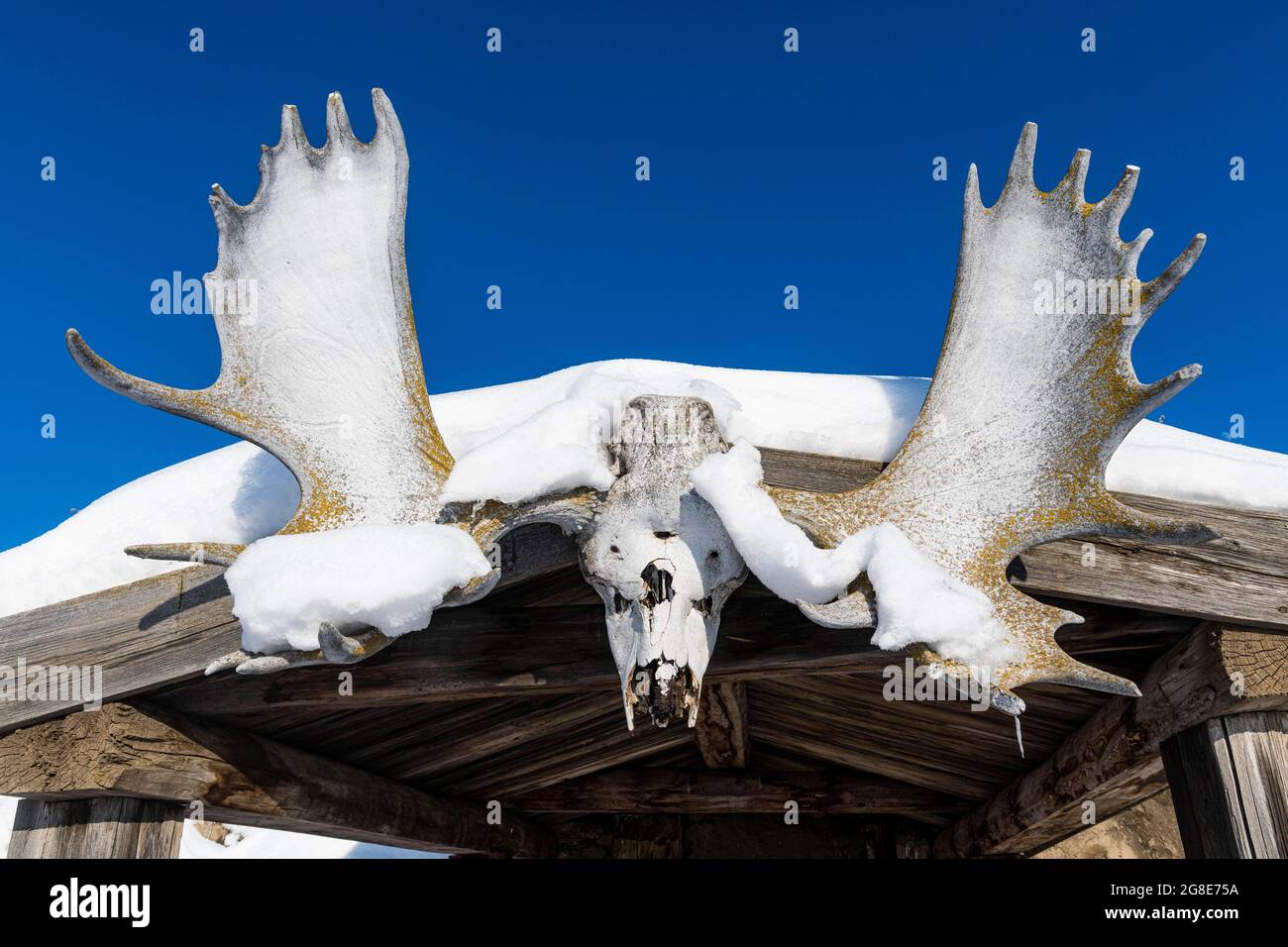 Reindeer antler, Cherkekhskiy regional museum, Road of Bones, Sakha Republic, Yakutia, Russia Stock Photo