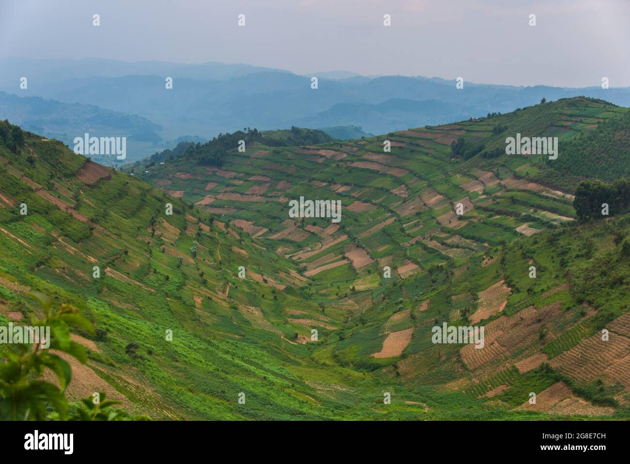 Terraced fields in southwestern Uganda, Africa Stock Photo
