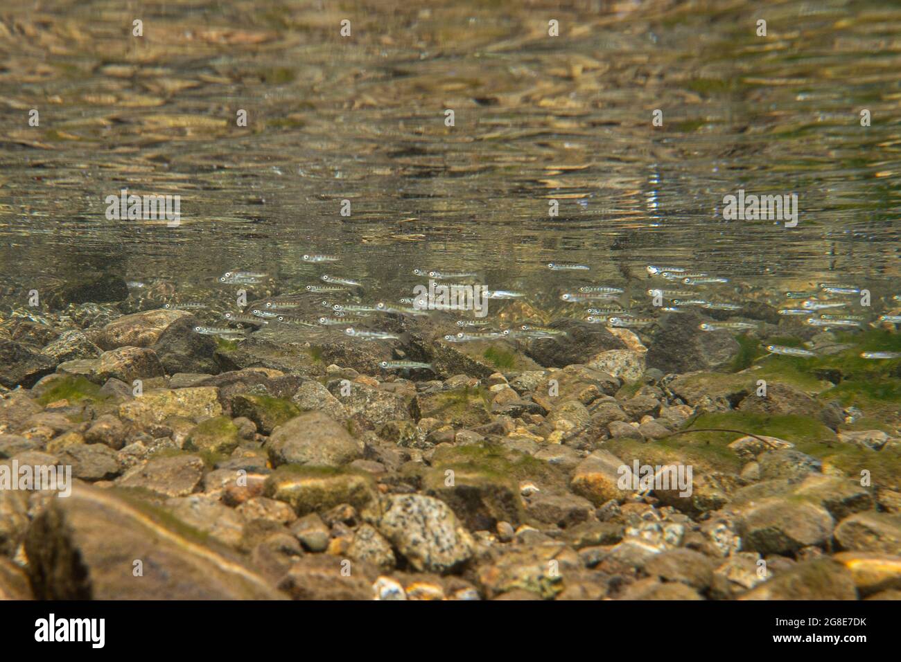 Sockeye Salmon smolts in shallow waters while migrating to the open ocean. Stock Photo