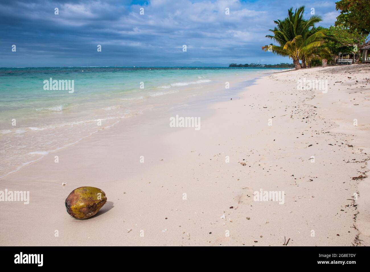 Coconut on Lano beach in SavaiÂ´i, Samoa, South Pacific Stock Photo