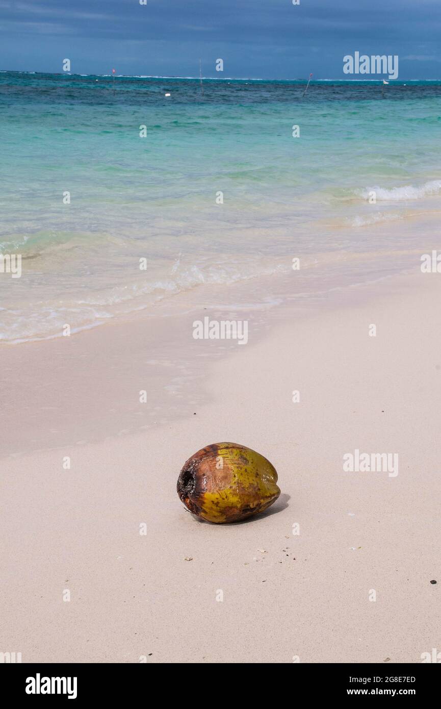 Coconut on Lano beach in SavaiÂ´i, Samoa, South Pacific Stock Photo