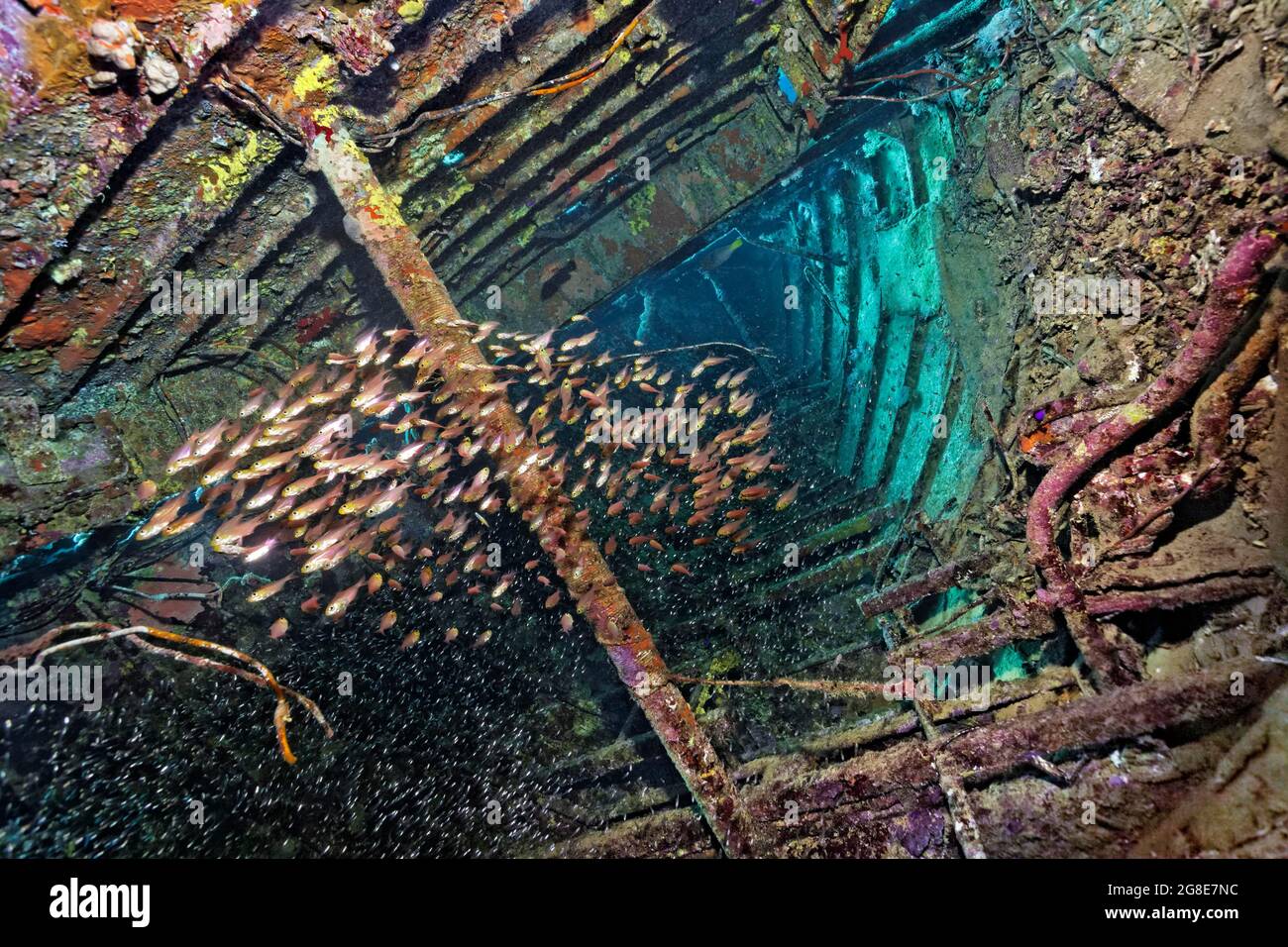 Shoal of golden Pigmy sweeper (Parapriacanthus ransonneti) swimming inside a shipwreck covered with Sponge (Porifera), sailing ship, Red Sea, Abu Stock Photo