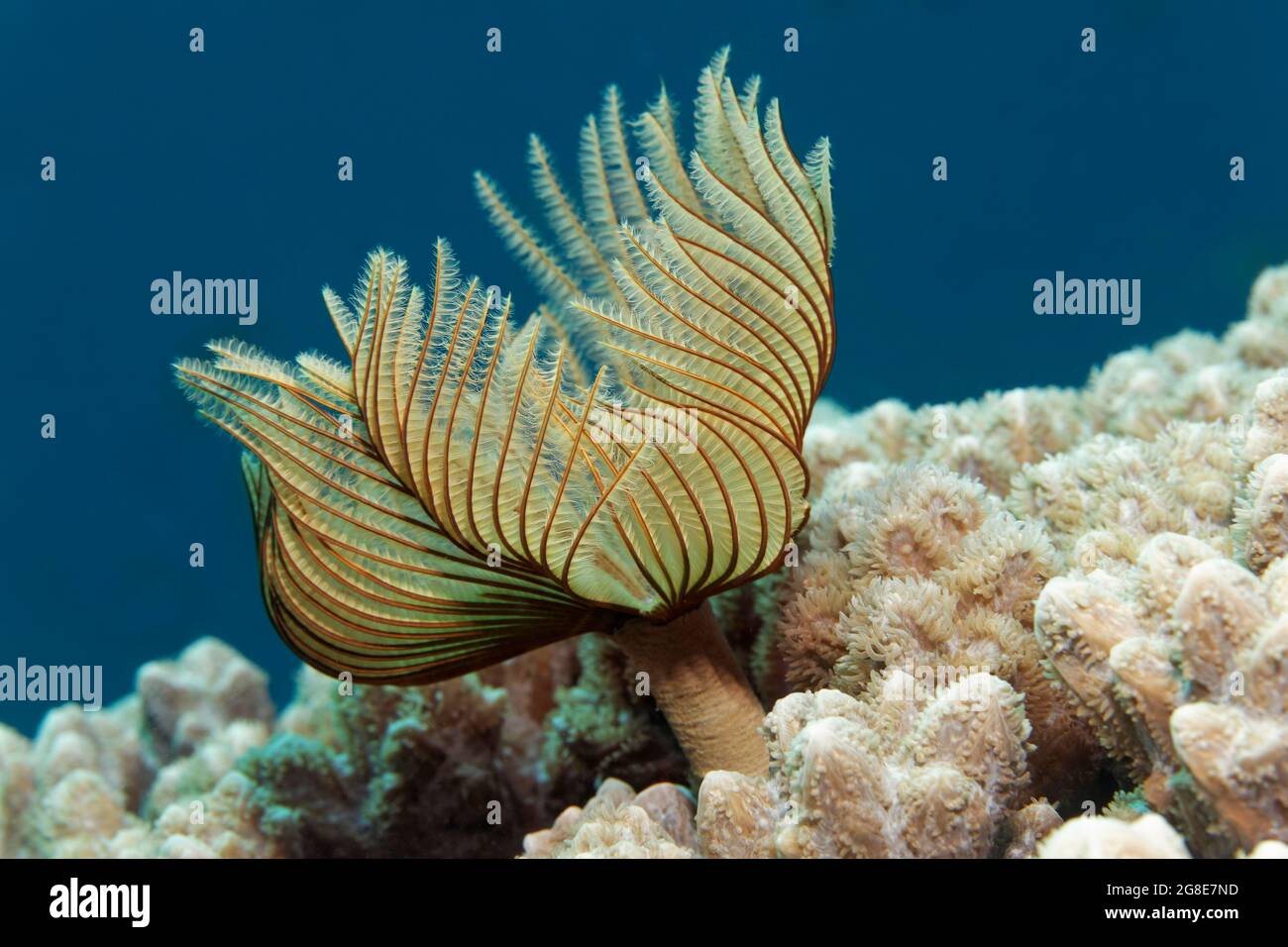 feather duster worm (Sabellastarte) Red Sea, Fury Shoals, Egypt Stock Photo