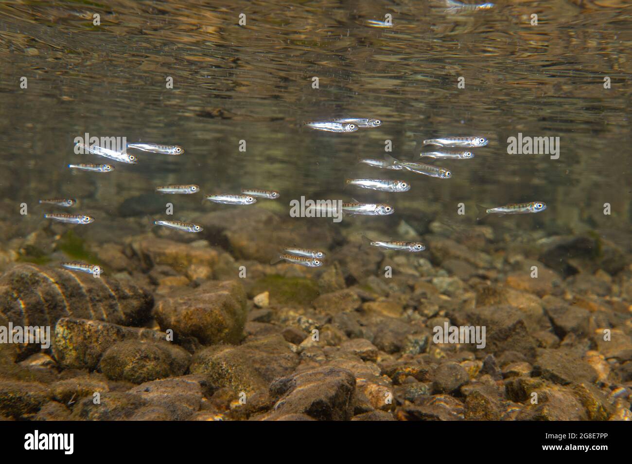 Young wild sockeye salmon in shallow waters. Stock Photo