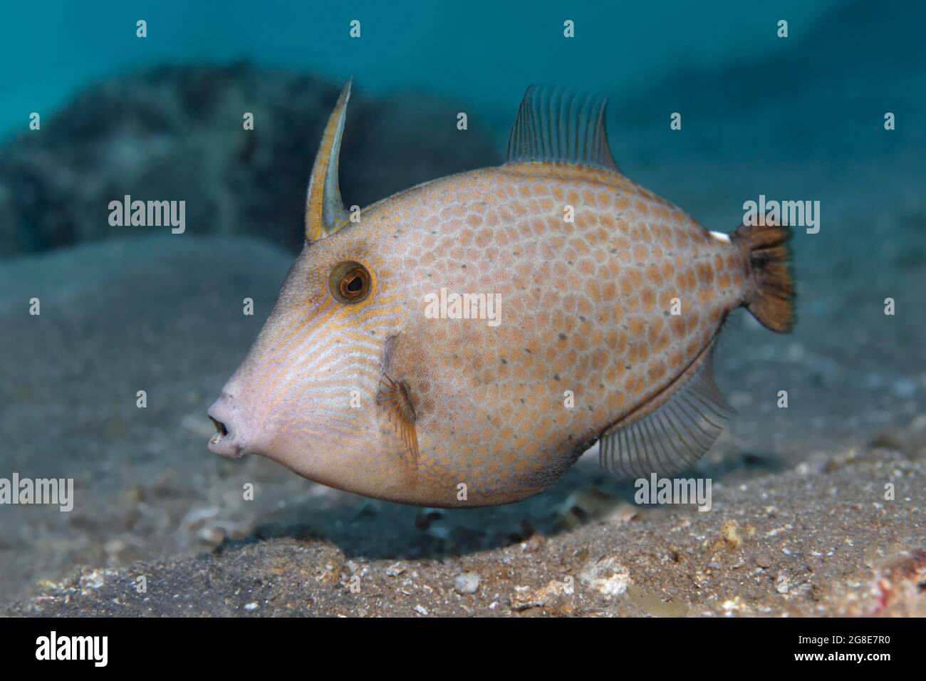 Cantherhines pardalis (Cantherines pardalis) swimming over sandy bottom, Red Sea, Fury Shoals, Egypt Stock Photo