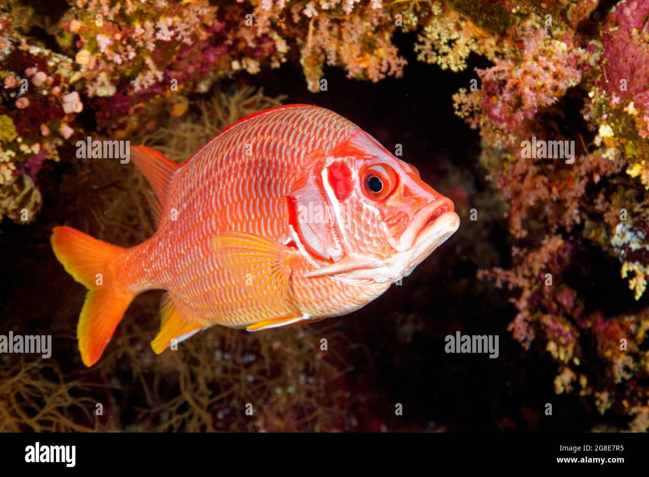 Sabre squirrelfish (Sargocentron spiniferum) swimming under coral reef overhang, red, Red Sea, Daedalus Reef, Egypt Stock Photo
