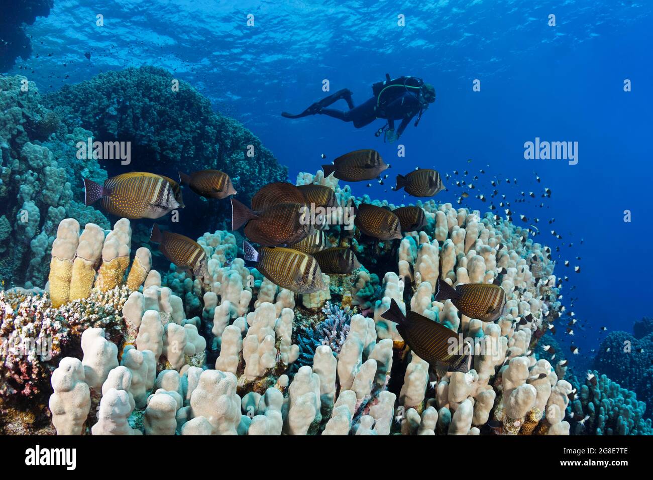 Diver observes shoal of sailfin Desjardin's sailfin tang (Zebrasoma desjardinii) on reef with various stony corals (Scleractinia) Red Sea, Fury Stock Photo