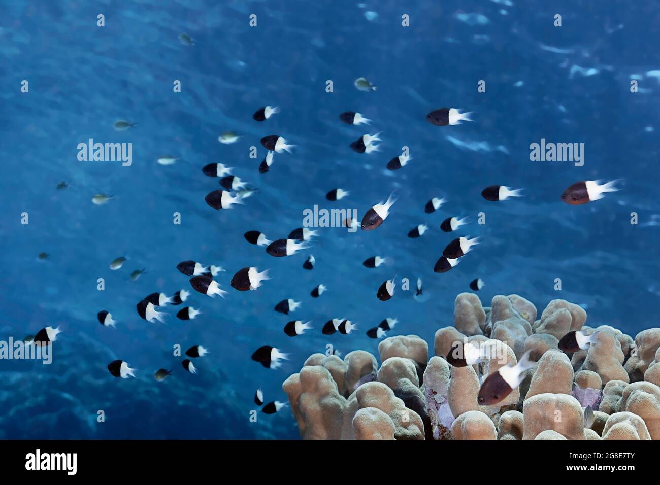 Swarm of Half-and-half chromis (Chromis dimidiata) swimming over coral reef, Red Sea, Fury Shoals, Egypt Stock Photo