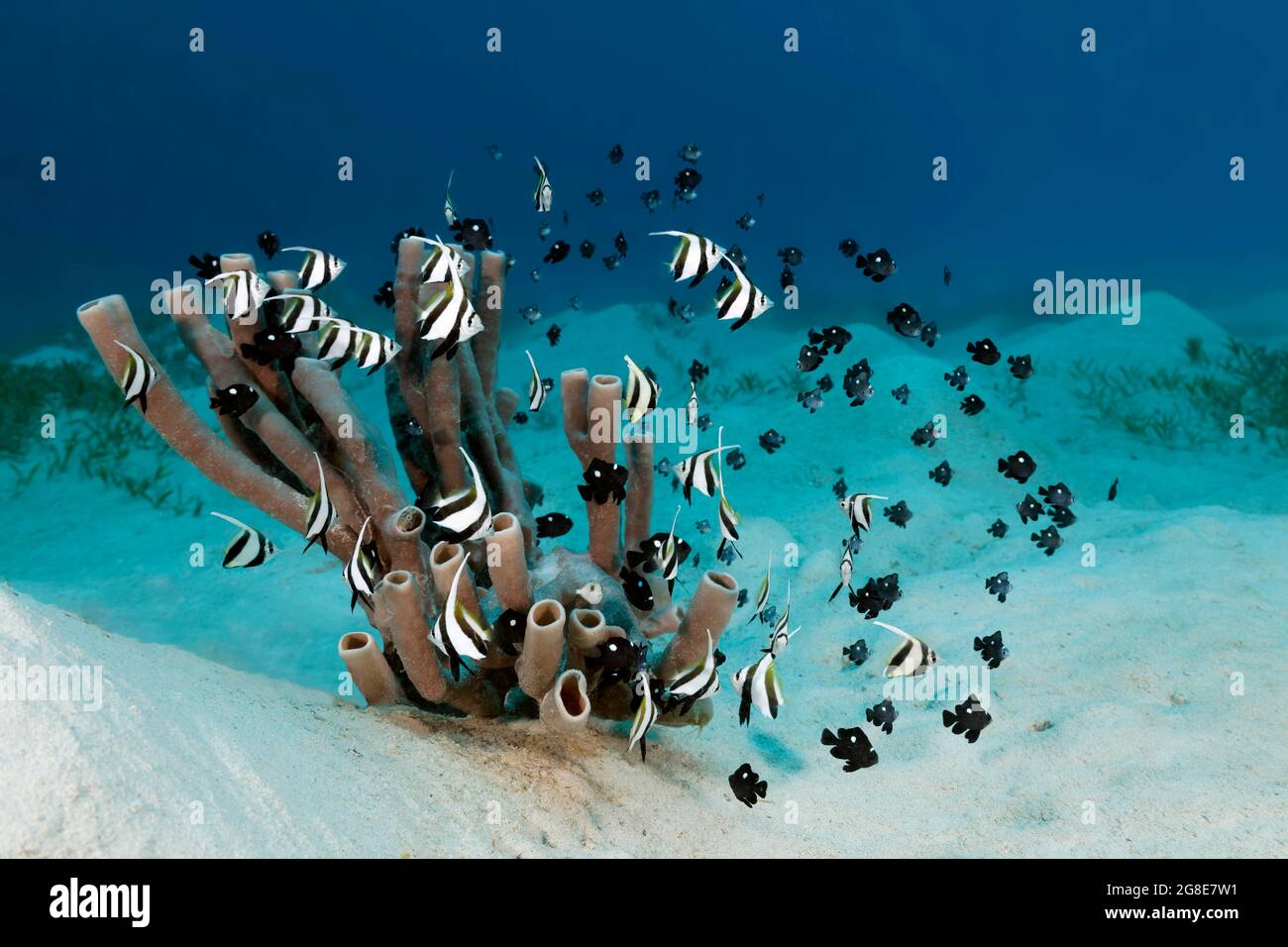 Mixed school, juvenile, schooling bannerfish (Heniochus diphreutes) and Threespot Dascyllus (Dascyllus trimaculatus) swim around colonial pipe sponge Stock Photo