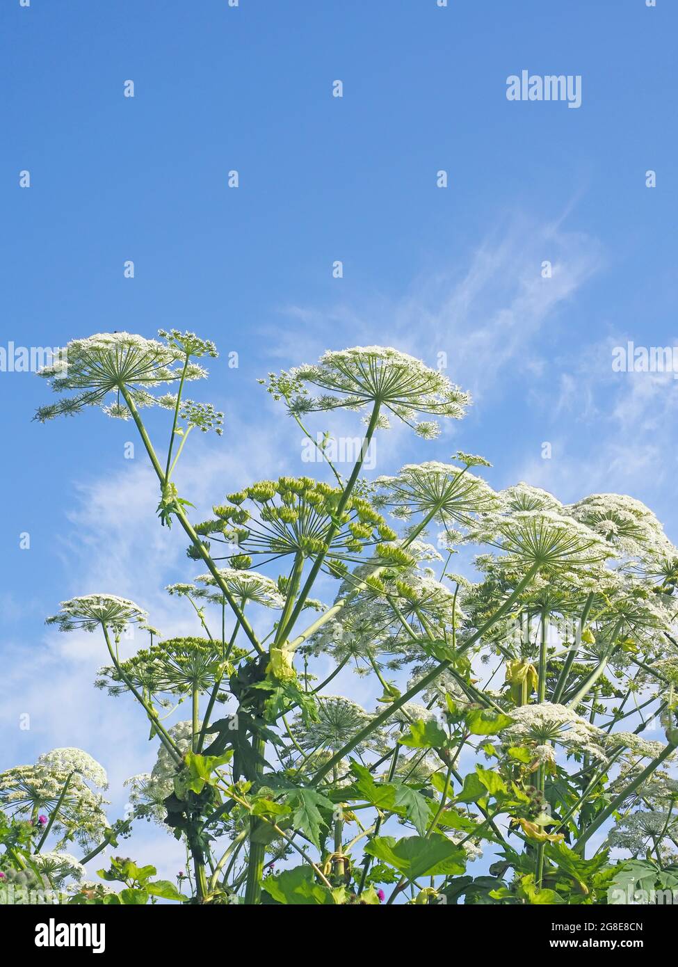 Natural & Eco-Friendly Dried Flowers & Grasses - Umbel Organics