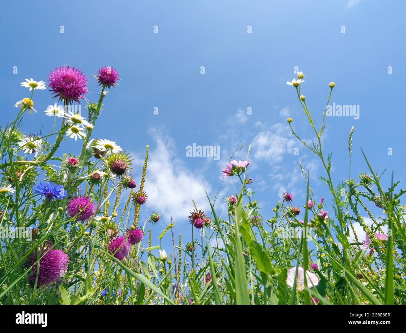 Flower meadow or flowering area as habitat in the field, Solms, Hesse Stock Photo