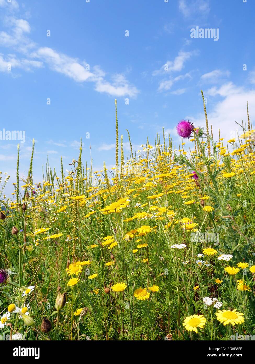Flower meadow or flowering area as habitat in the field, Solms, Hesse Stock Photo