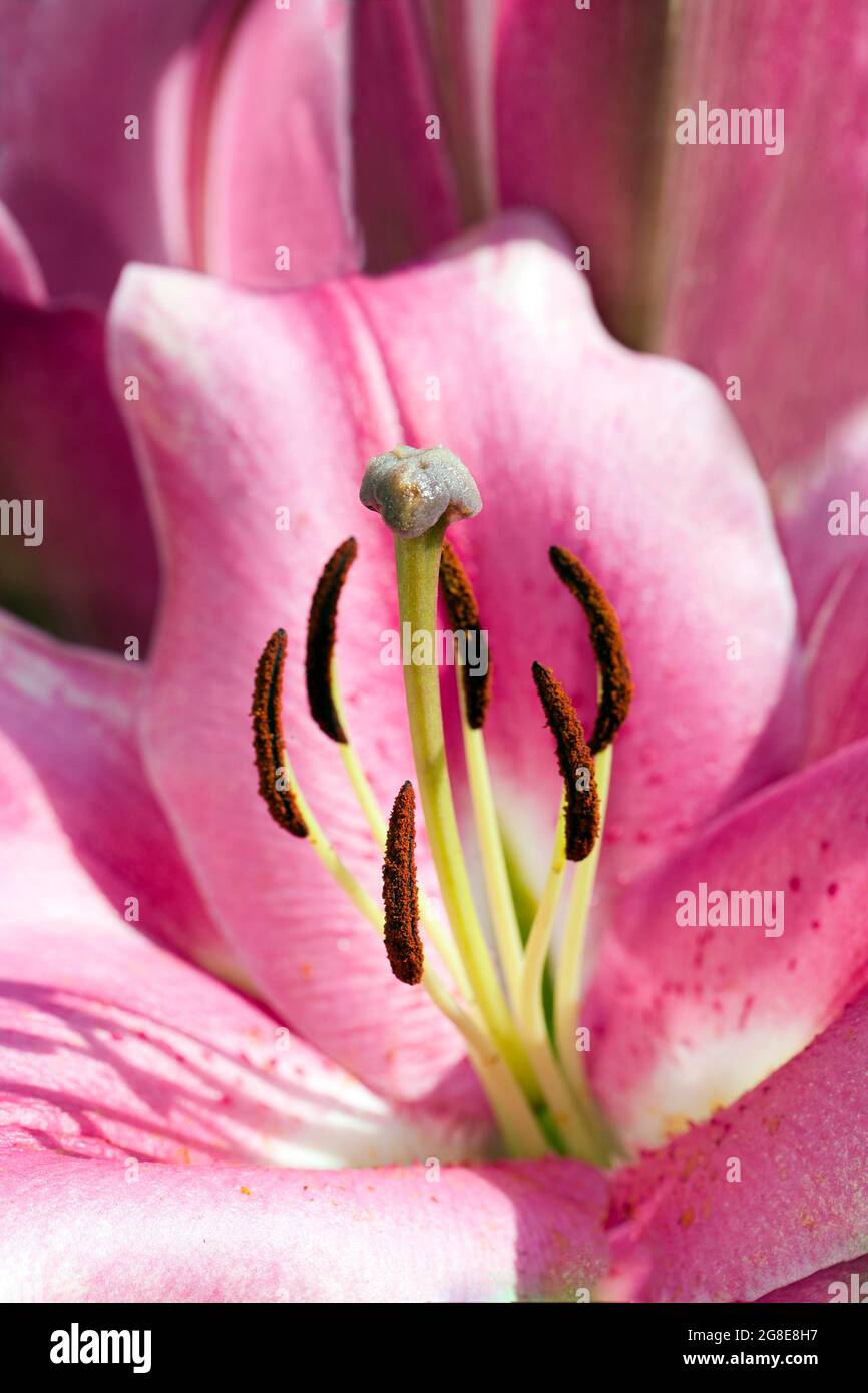 Amaryllis (Hippeastrum), family of the Amaryllidaceae (Amaryllidaceae), Germany Stock Photo