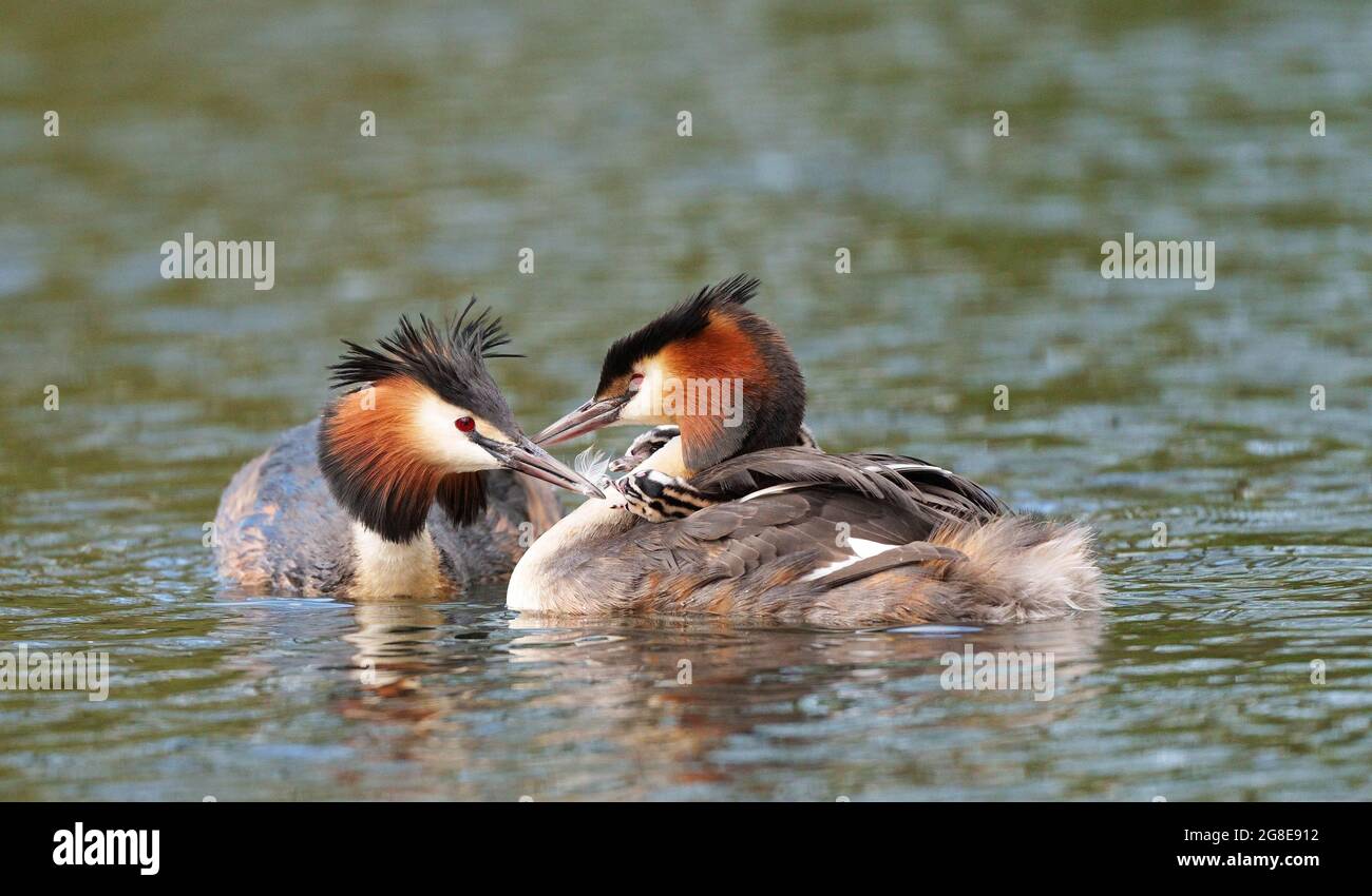 Pair of Great Crested Grebes (Podiceps cristatus) feeding young, Nette, Germany Stock Photo