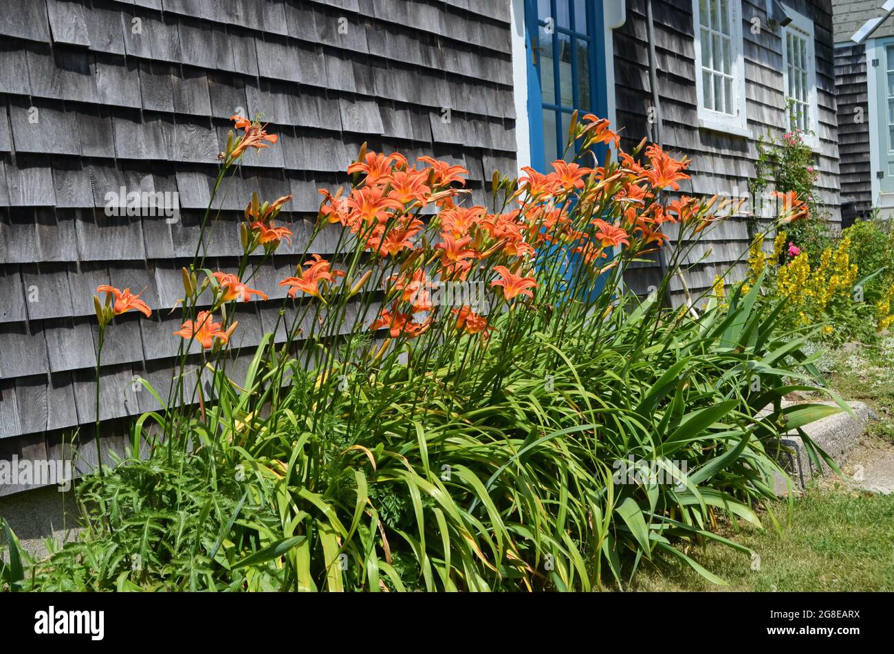 A cheery stand of tiger lilies brightens up the weathered shingles of a house along the main road on Mohegan Island, Maine. Stock Photo