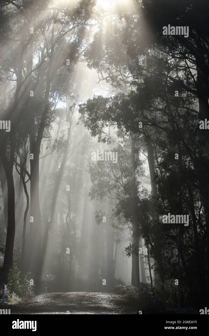 Misty forest background hi-res stock photography and images - Alamy
