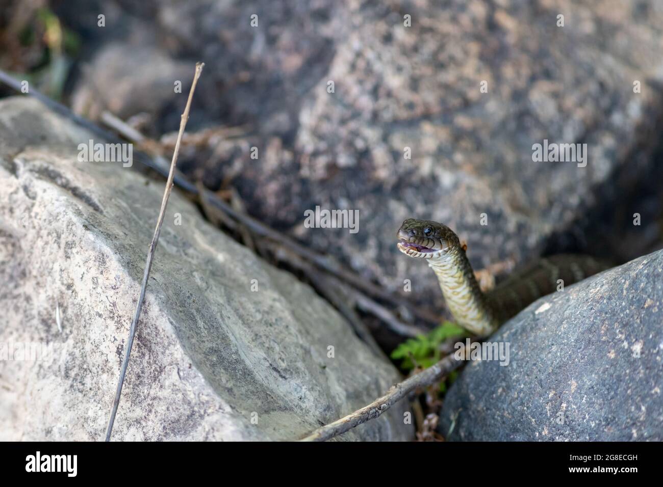 A northern water snake (Nerodia sipedon sipedon) has raised its head with its mouth slightly open between large rocks. Stock Photo