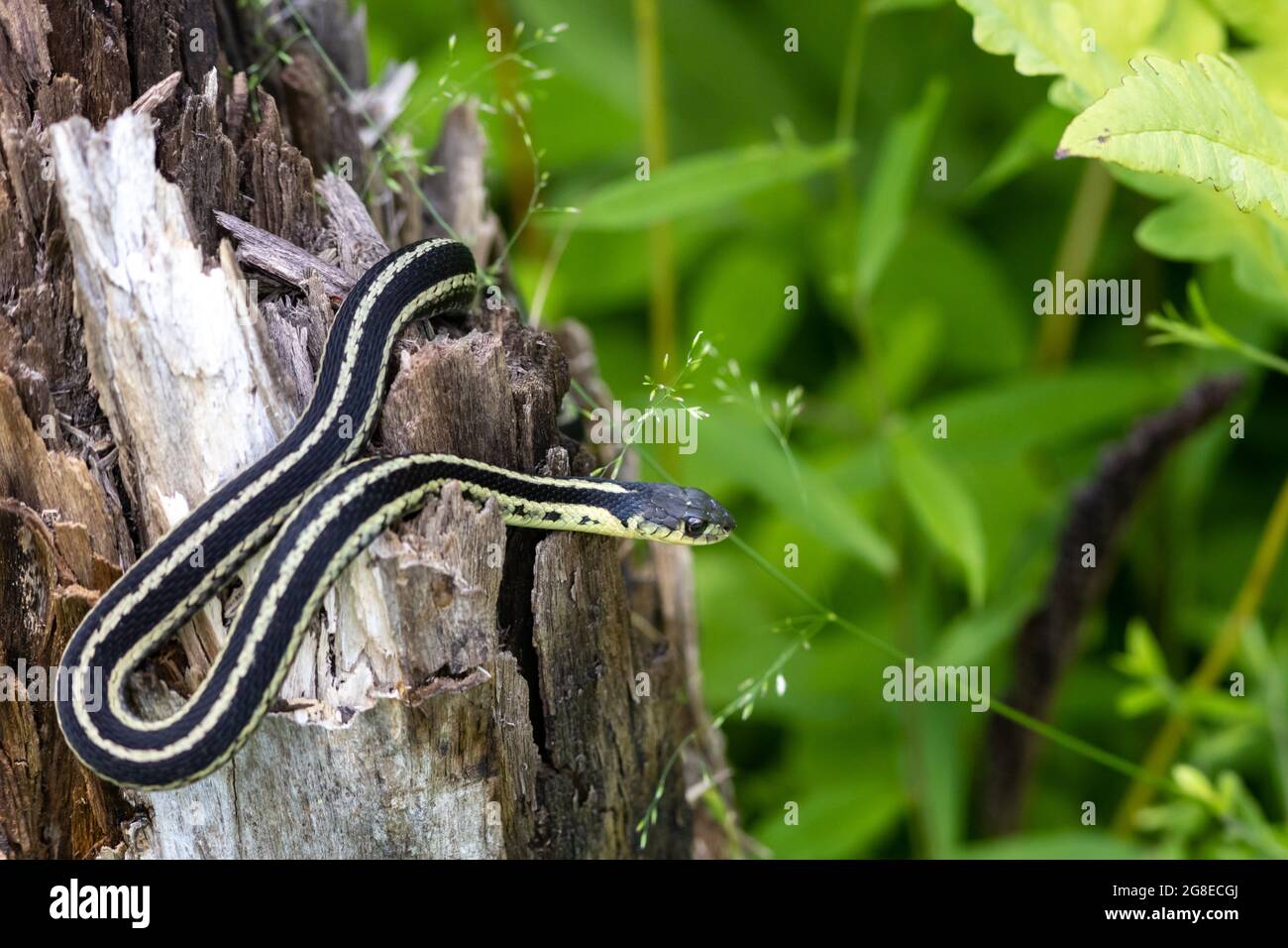A common garter snake (Thamnophis sirtalis) has curved its body where it rests on top of a tree stump with cracked bark and wood at its top. Stock Photo
