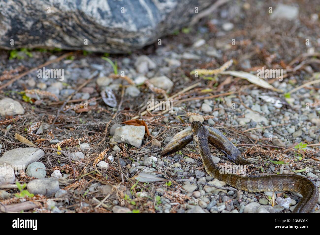 On rocky land, a northern water snake (Nerodia sipedon sipedon) is carrying a dead fish that it caught as it slithers away. Stock Photo