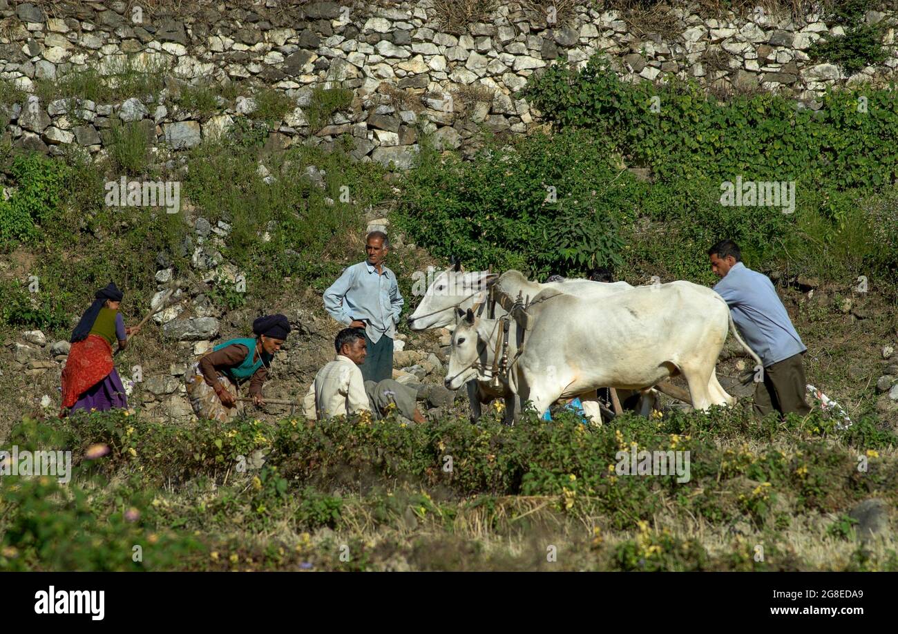 Farming family in Garwhal district of Uttarakhand state, northwest India Stock Photo