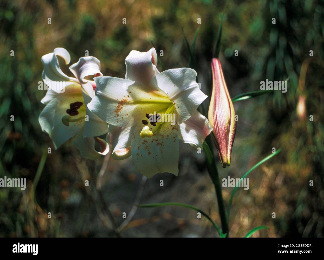Wild lily on the forested slopes of Mt Lidgbird, Lord Howe Island, NSW