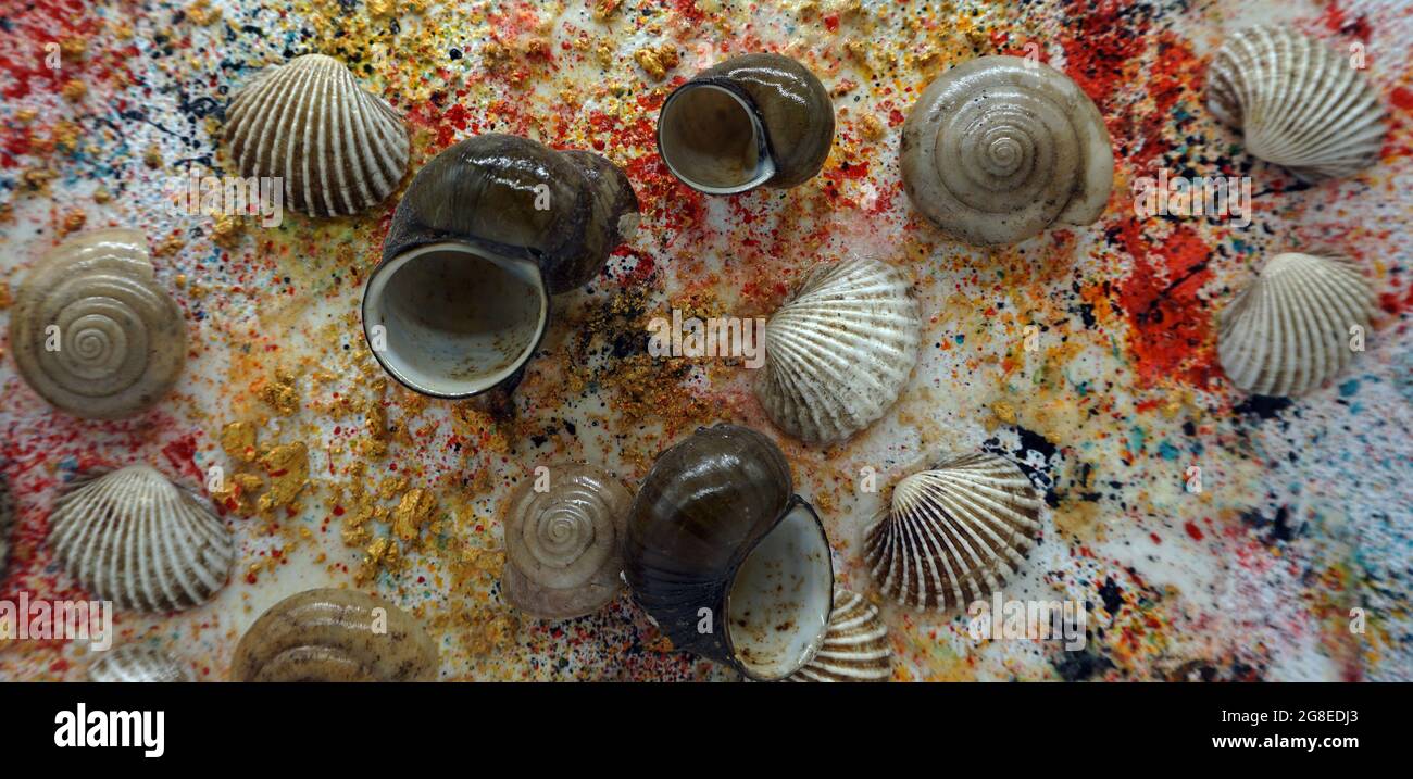 Mixed media art, a variety of shells on the background disappearing colors Stock Photo