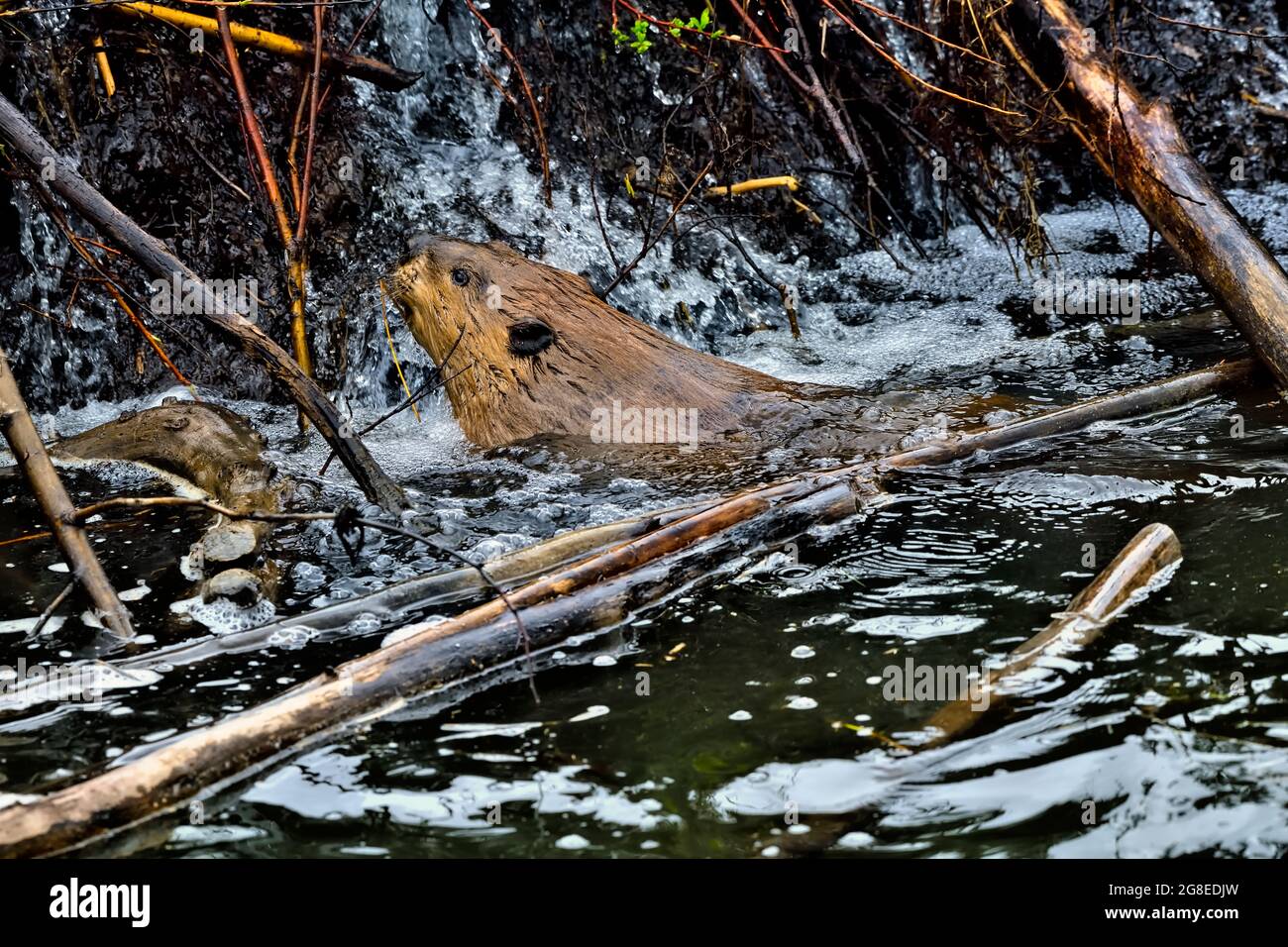 An adult beaver 'Castor canadensis', climbing up a beaver dam in rural Alberta Canada. Stock Photo