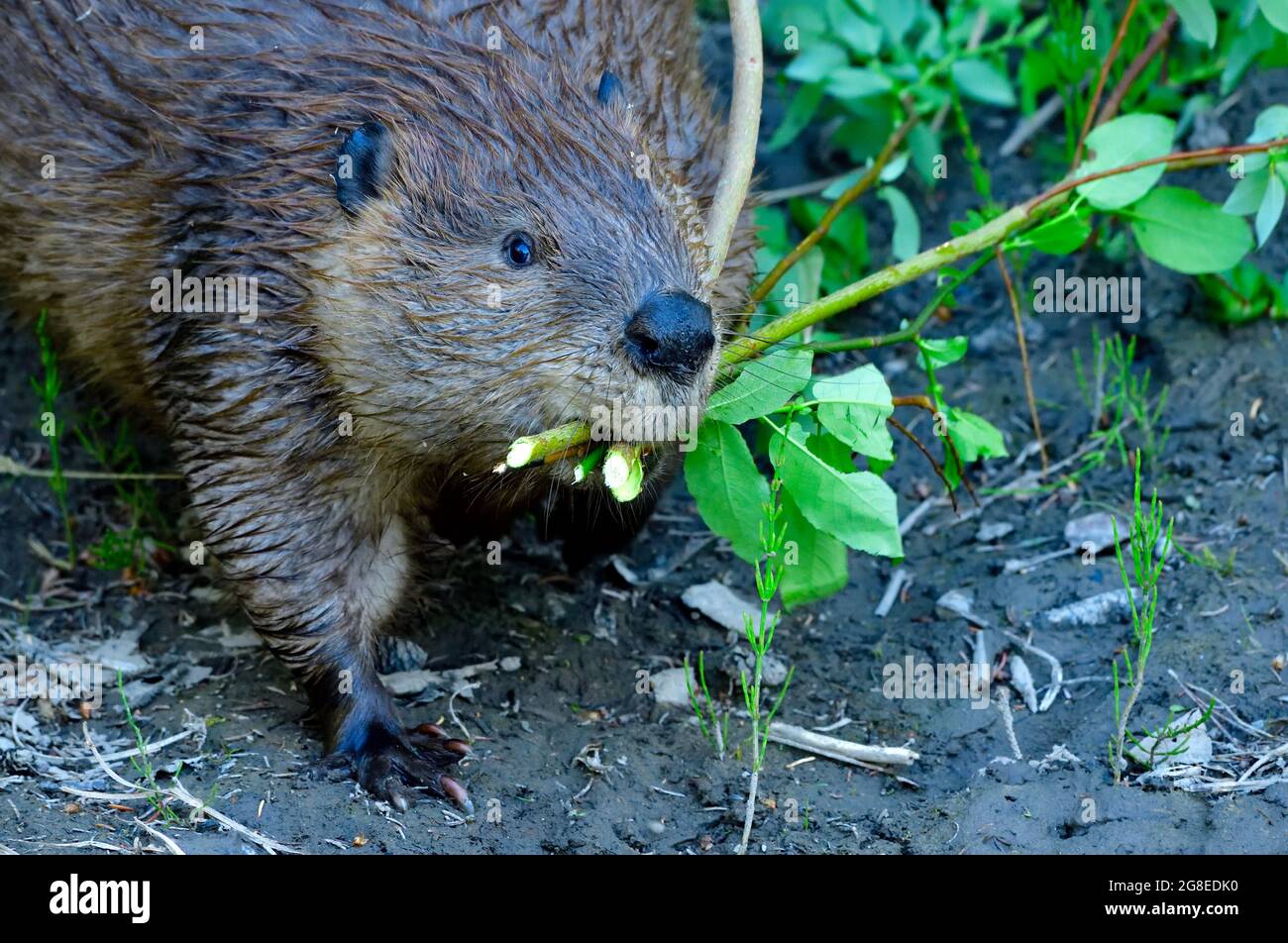 A close up view of an adult wild beaver 'Castor canadensis', collecting willow saplings to eat at a later time.in rural Alberta Canada Stock Photo
