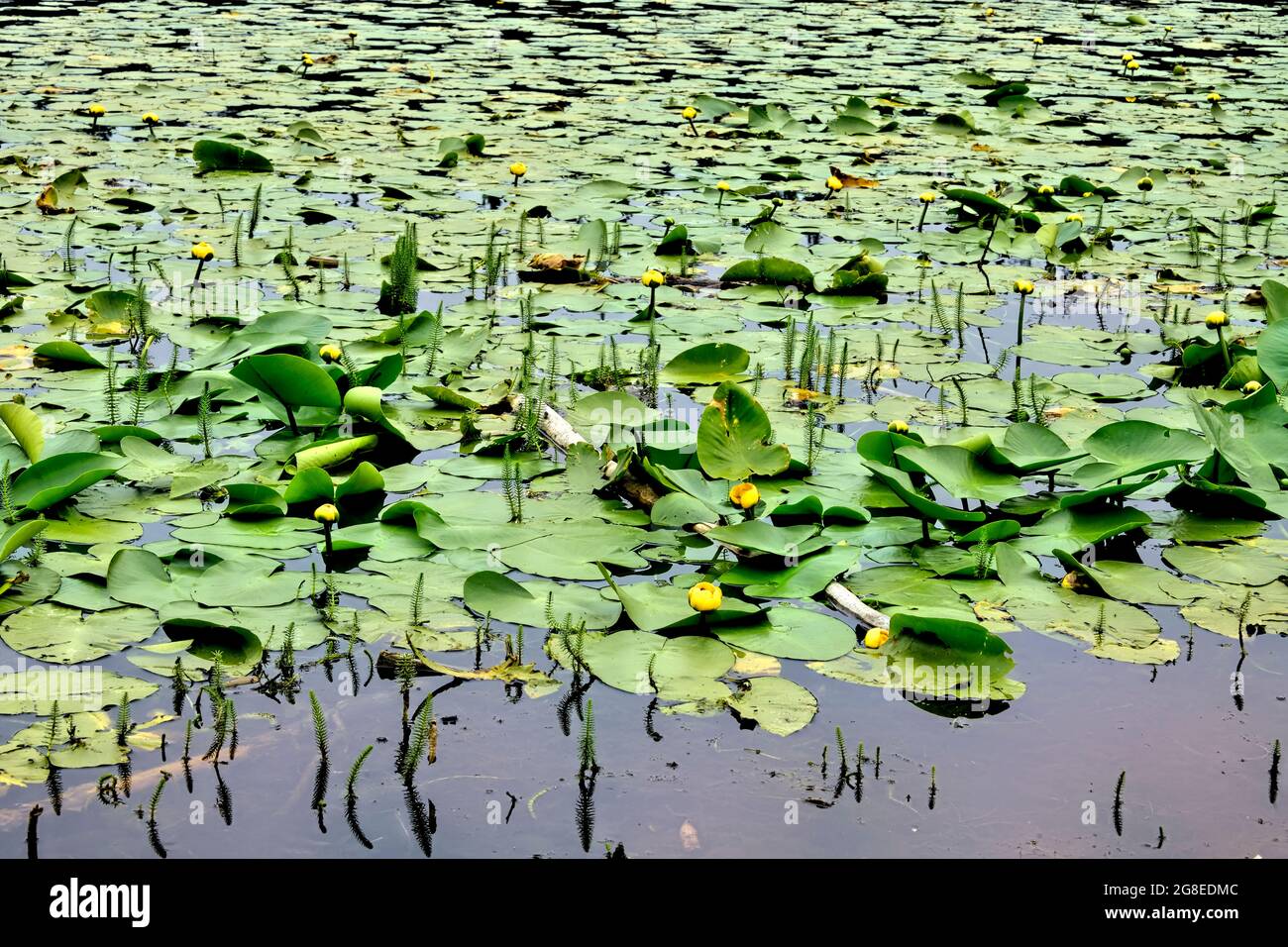 Lily pads with yellow blossoms "Nuphar lutea", growing in shallow water
