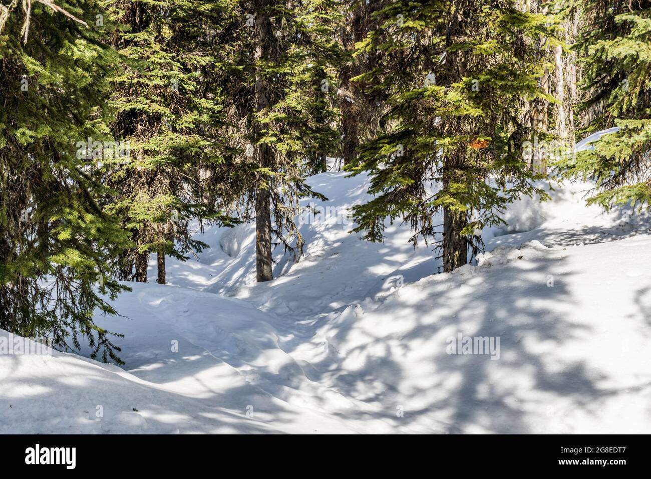 evergreen trees in a winter forest with fresh snow during sunny day. Stock Photo