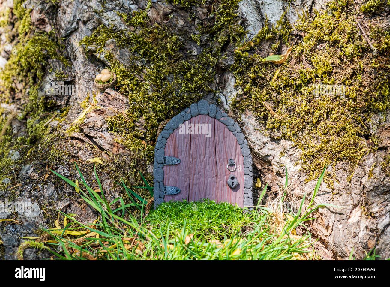 small doorsmade of polymer clay on a tree like a fairy house close up. Stock Photo
