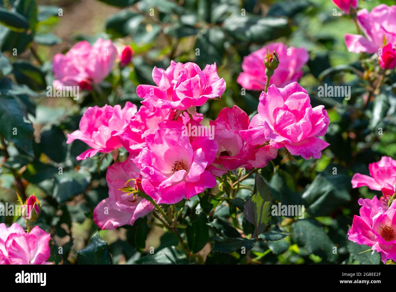 Pink rose flowers on the rose bush in the garden in summer Stock Photo ...