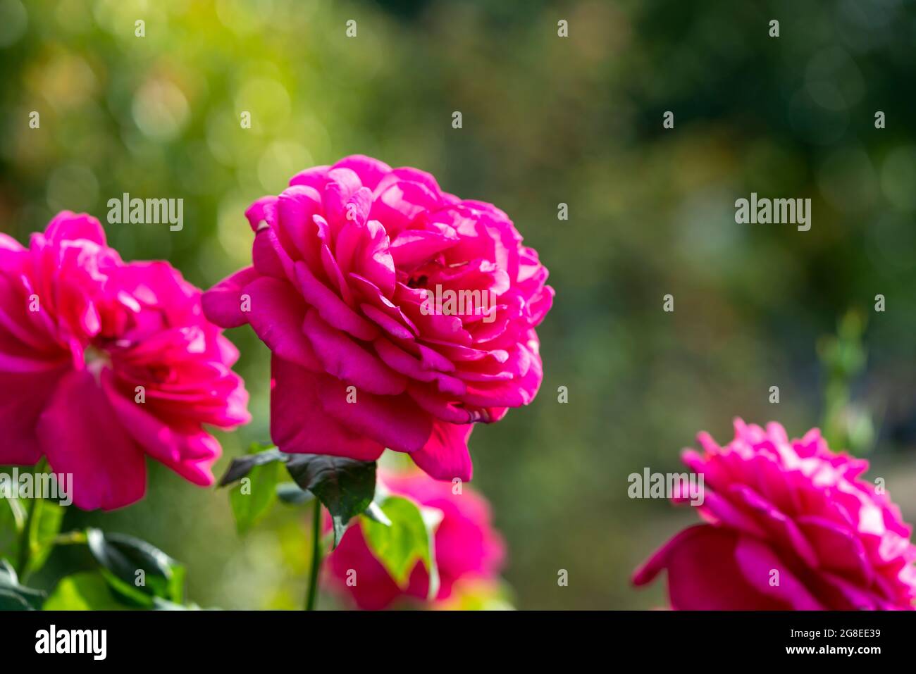 Rose flower on background blurry pink roses flower in the garden of ...