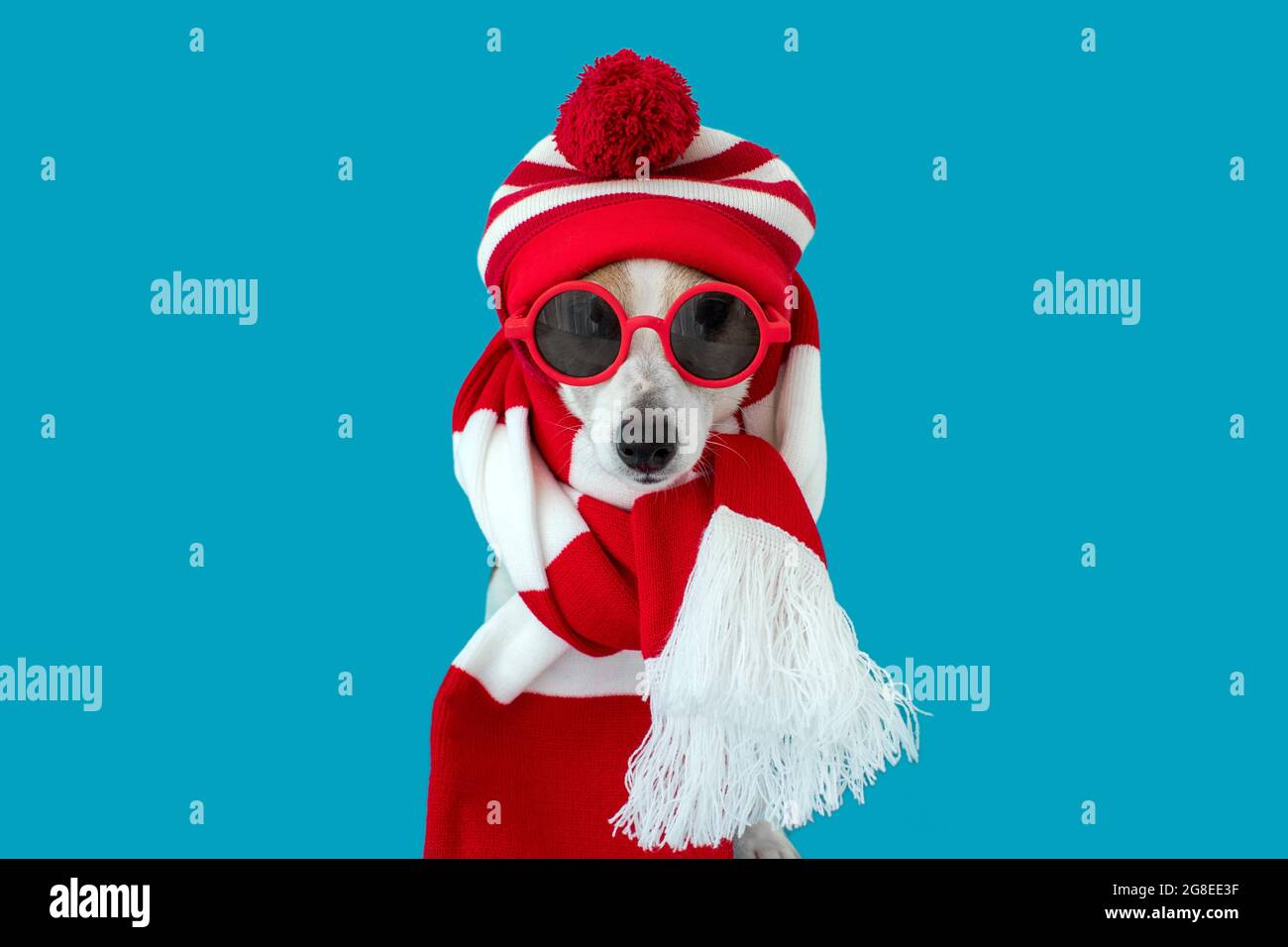 Dog wearing red sunglasses, knitted hat and scarf sitting and looking at camera isolated on blue background Stock Photo