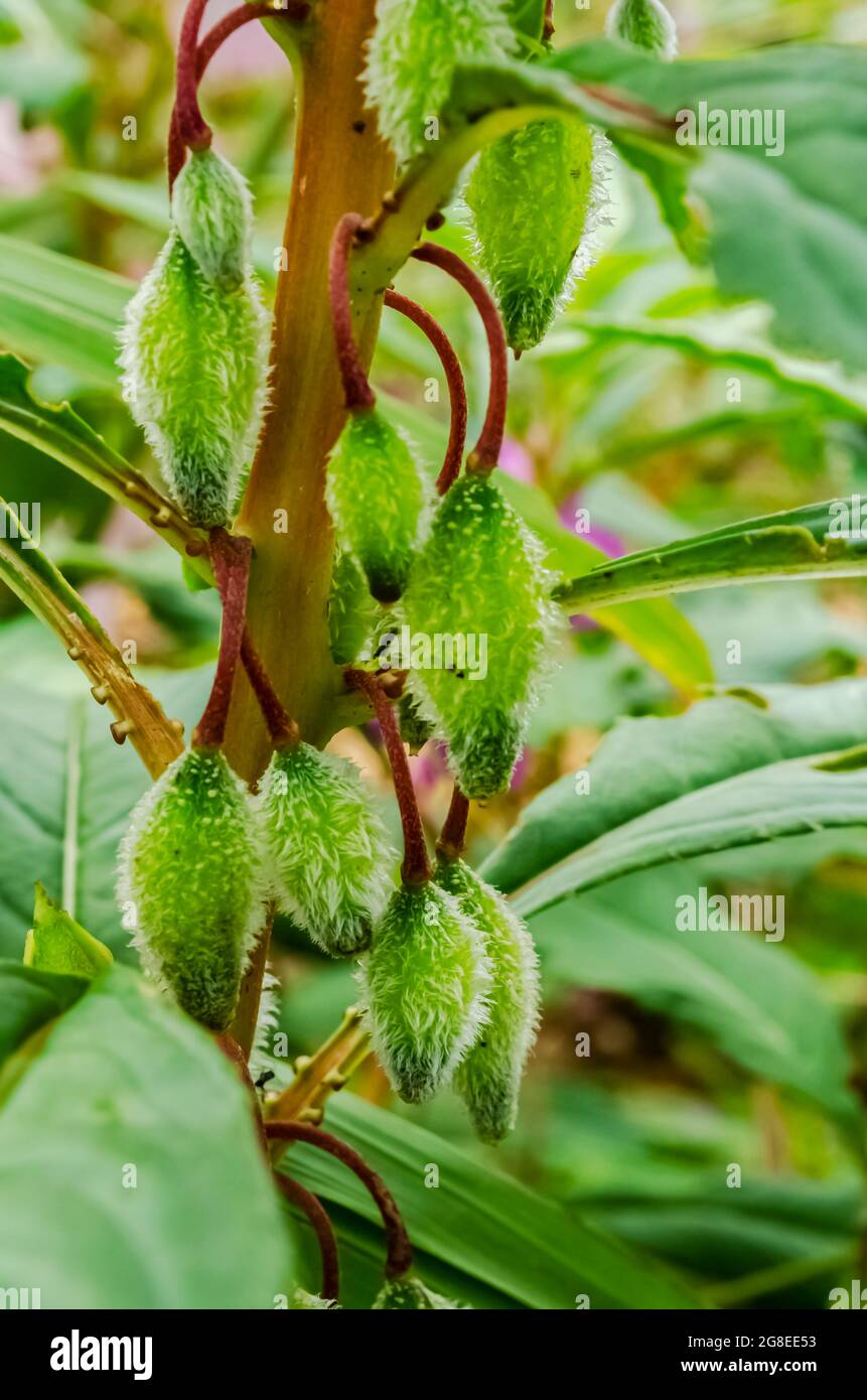 Impatiens Balsamina Seed Pods Stock Photo