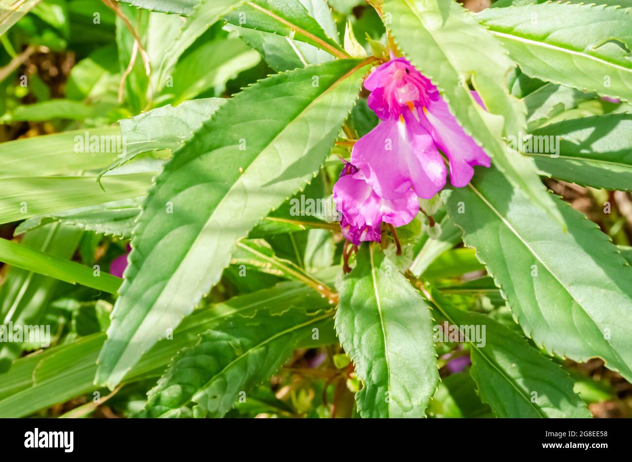 Impatiens Balsamina Blossom And Leaves Stock Photo